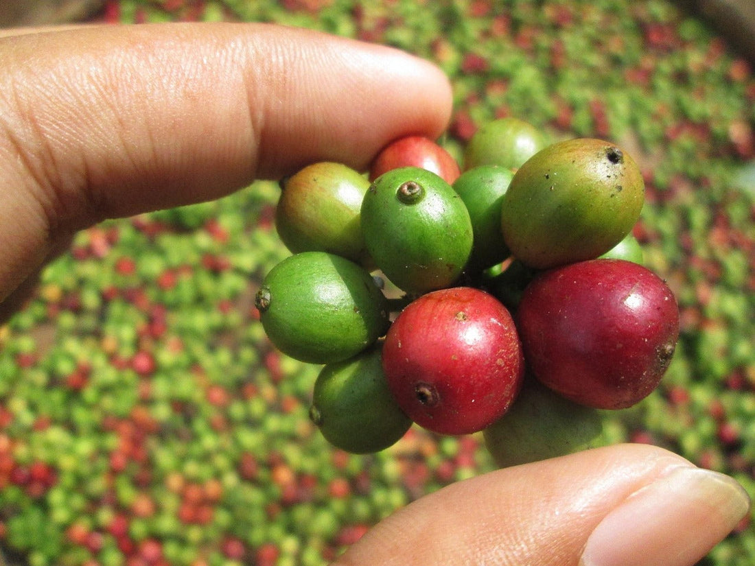 Ethiopian Coffee: A Guide to Flavor, Origin, and Brewing